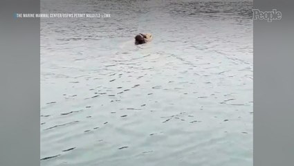 Animal Rescue Captures Heartwarming Moment Otter Mom Reunites with Her Stranded Baby