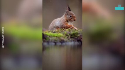 Endangered Red Squirrel Enjoys a Snack by the Water