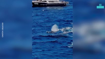 Humpback Whales Spectacular Close Encounters During Migrations