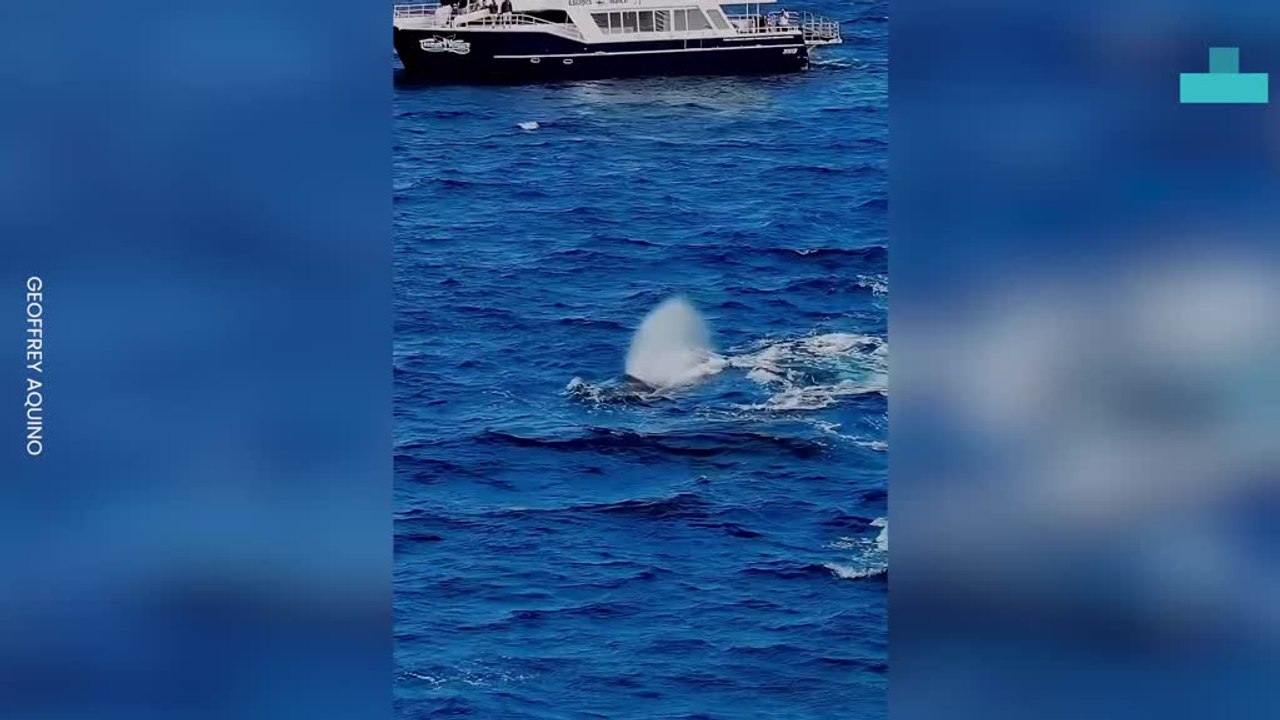 Humpback Whales Spectacular Close Encounters During Migrations