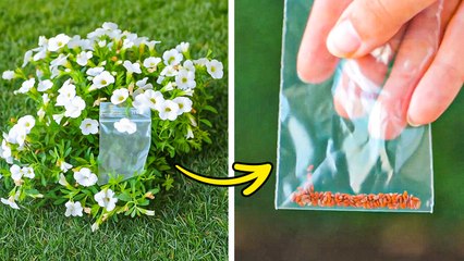 Upgrade your Backyard and make Greener your Garden #5MinuteBeat