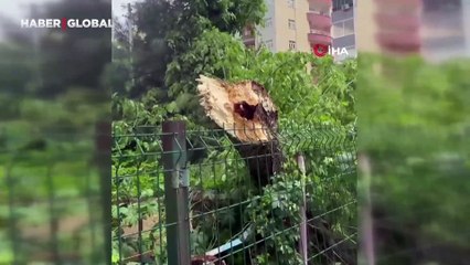 Şiddetli rüzgar ağaçları böyle devirdi