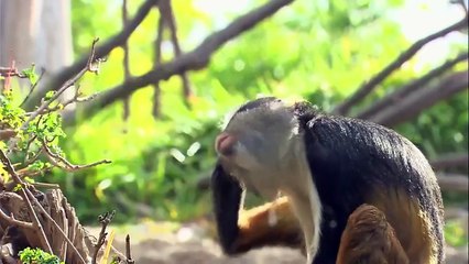 Why Mixed-Species Exhibits Are Vital for Modern Zoos