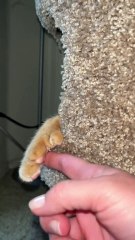 #funny video #shortvideo #viralvideo #funnyadda#