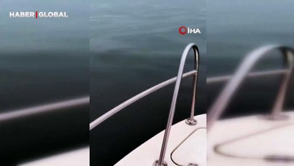 Balıkçı teknesiyle dakikalarca yarışan yunuslar şaşırttı: "Yunuslarla beraber dans ediyoruz"