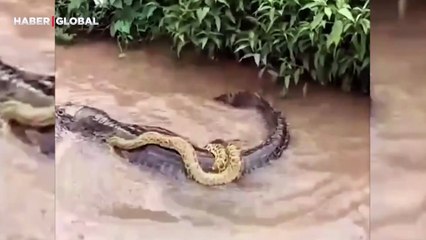 Balıkçının yakaladığı Anakonda görüntüsü sosyal medyayı salladı