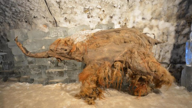 Científicos examinan muestras de mamut