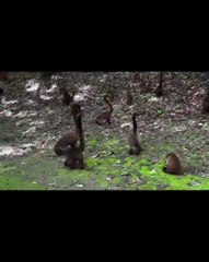 Jaguar grabs a coatimundi right at the feet of a tourist  At Tikal, Guatemala  🔥