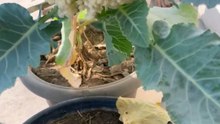 Harvesting Cauliflower from a Small Pot