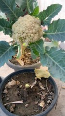 Harvesting Cauliflower from a Small Pot