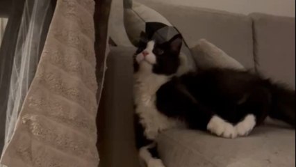 Cat makes a huge mess by knocking down freshly cleaned laundry