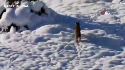"Ormanın hayaleti"ni Erzurum'da görenler kameraya sarıldı