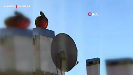 Rüzgar gülü ile birlikte dönen kuşu görenler kahkahaya boğuldu