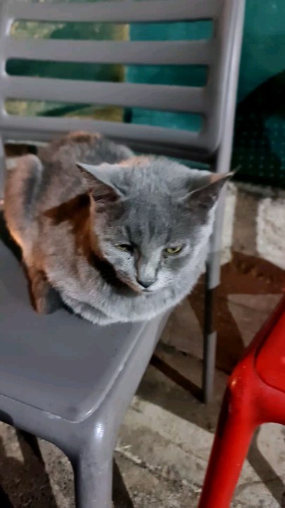 My best street cat friendly