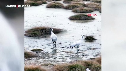 Nesli tehlike altındaki turnalar Ekşisu Sazlığı'nda