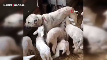 Çoban köpeğinden süt emen kuzular gündem oldu