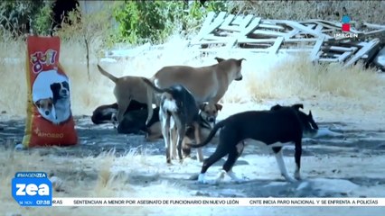 Sujeto dona croquetas envenenadas al albergue “Goyito”, 6 perritos murieron