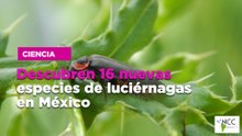 Descubren 16 nuevas especies de luciérnagas en México