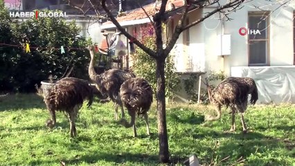 Çatalca’da firar eden deve kuşları ortalığı birbirine kattı