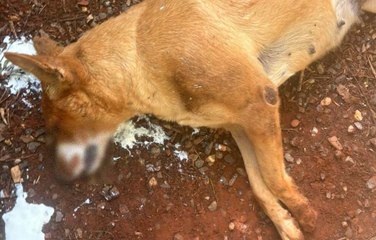 غضب شعبي بعد تسميم كلاب ضالة في سلا الجديدة