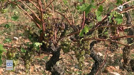 Aragón TV Aragón Noticias 1 (14-11-25)