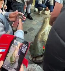 Un poisson de 1,97 m a été pêché dans le canal de l’Ourcq, à Paris.