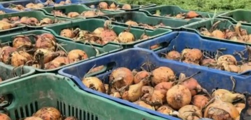 Productores afirman que hay suficiente papa y cebolla para la temporada navideña