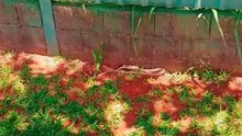 Serpente é capturada em quintal de casa no Park Way