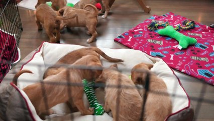 12 Pups of Christmas - Official Trailer