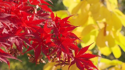 [영상] 가을색 물든 계룡산...알록달록 단풍 절정 / YTN