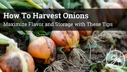 How To Know When Onions Are Ready To Harvest