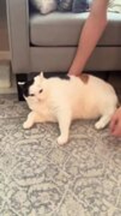 Cat Pushes Away Grabbing Hand