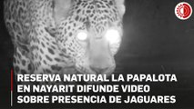 Reserva natural La Papalota en Nayarit difunde video sobre presencia de jaguares