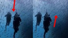 Video shows an impressive school of fish swimming among divers and leaves many in awe