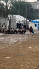 The difficulty of movement for the people of Gaza under the heavy rains |Bath uk