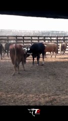 PELEA DE TOROS CORRALES