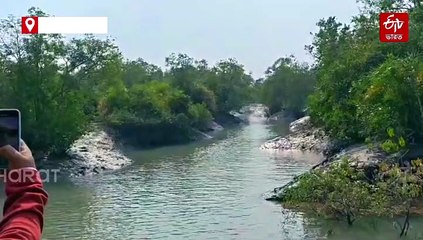 সুন্দরবনের তিন বাঘের জলকেলি ! পর্যটকদের ক্যামেরায় বন্দি বিরল দৃশ্য