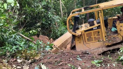 Clearing Oil Palm Land on a Hill with a D6R XL Bulldozer
