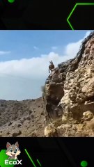 Conocías estás cabras del campo 😱