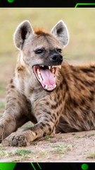 ¿Sabias que la risa de la hienas ?...