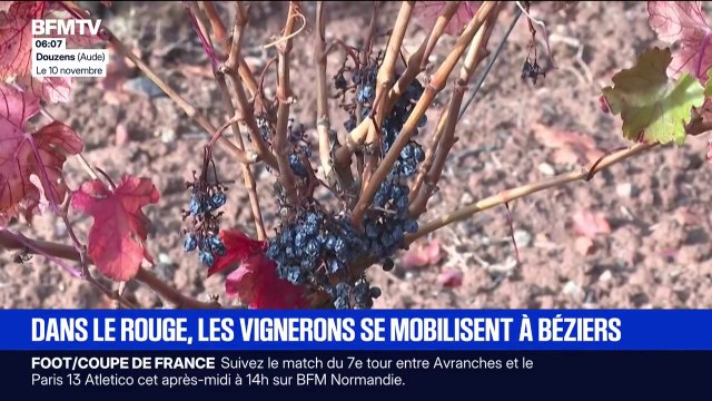Sur deux ans, j'ai perdu 70 à 80% de ma récolte : aléas climatiques, normes administratives... Des vignerons se mobilisent à Béziers