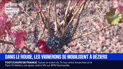 "Sur deux ans, j'ai perdu 70 à 80% de ma récolte": aléas climatiques, normes administratives... Des vignerons se mobilisent à Béziers