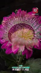 The once King of Cooking fell into despair after his wife's accident! - Cooking My Way Back to Love