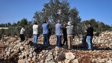 Cisjordanie : la cueillette des olives sous tension