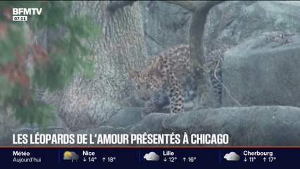 Les images de la première sortie officielle des deux petits léopards nés cet été au zoo de Chicago