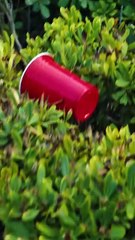 Charlotte and the 7 Frat Brothers ES Subtitle