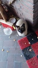 What is he waiting for? Love & more food :) #Cat #love #funnycats #shorts