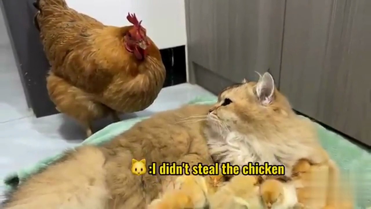 The hen suspected the cat had stolen her chicks! Finally, the cat returned the chick to the hen! Funny and cute! 🤣