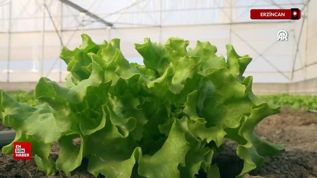 Erzincan'da Doğu Anadolu'nun en büyük toplu sera alanı kurulacak