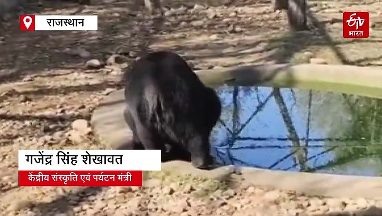 नाहरगढ़ बायोलॉजिकल पार्क: जम्मू चिड़ियाघर से लाए हिमालय ब्लैक बियर का जोड़ा, 9 वर्ष बाद सैलानियों को लुभाएगा